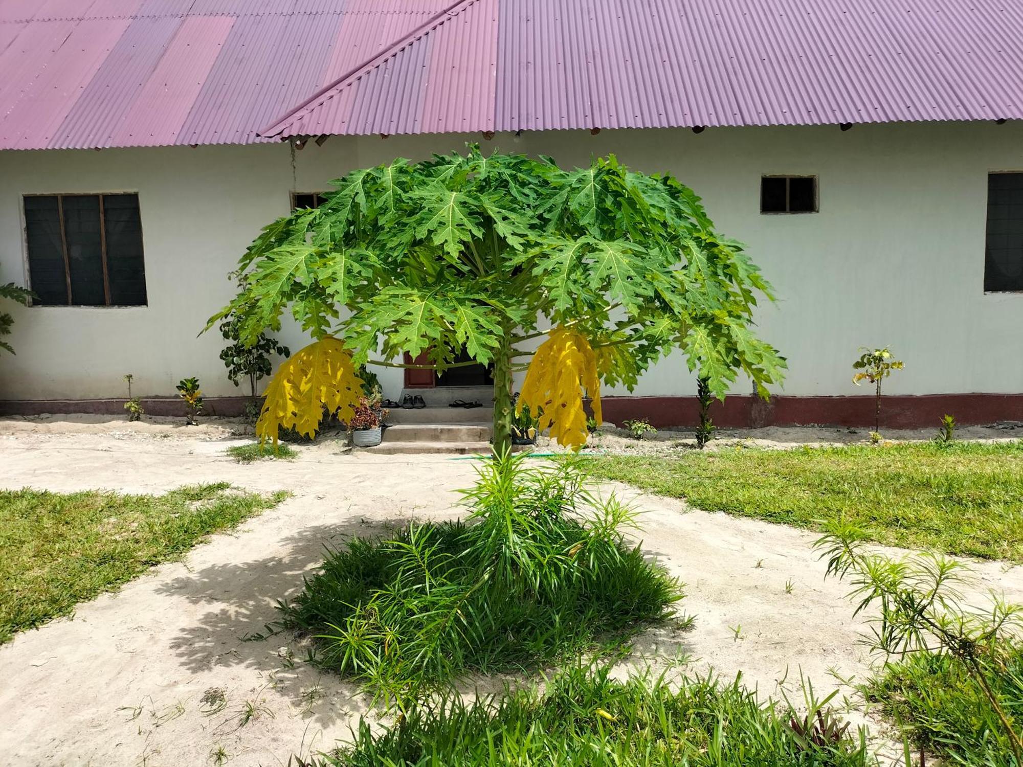 Mambo Leo Hostel パジェ エクステリア 写真