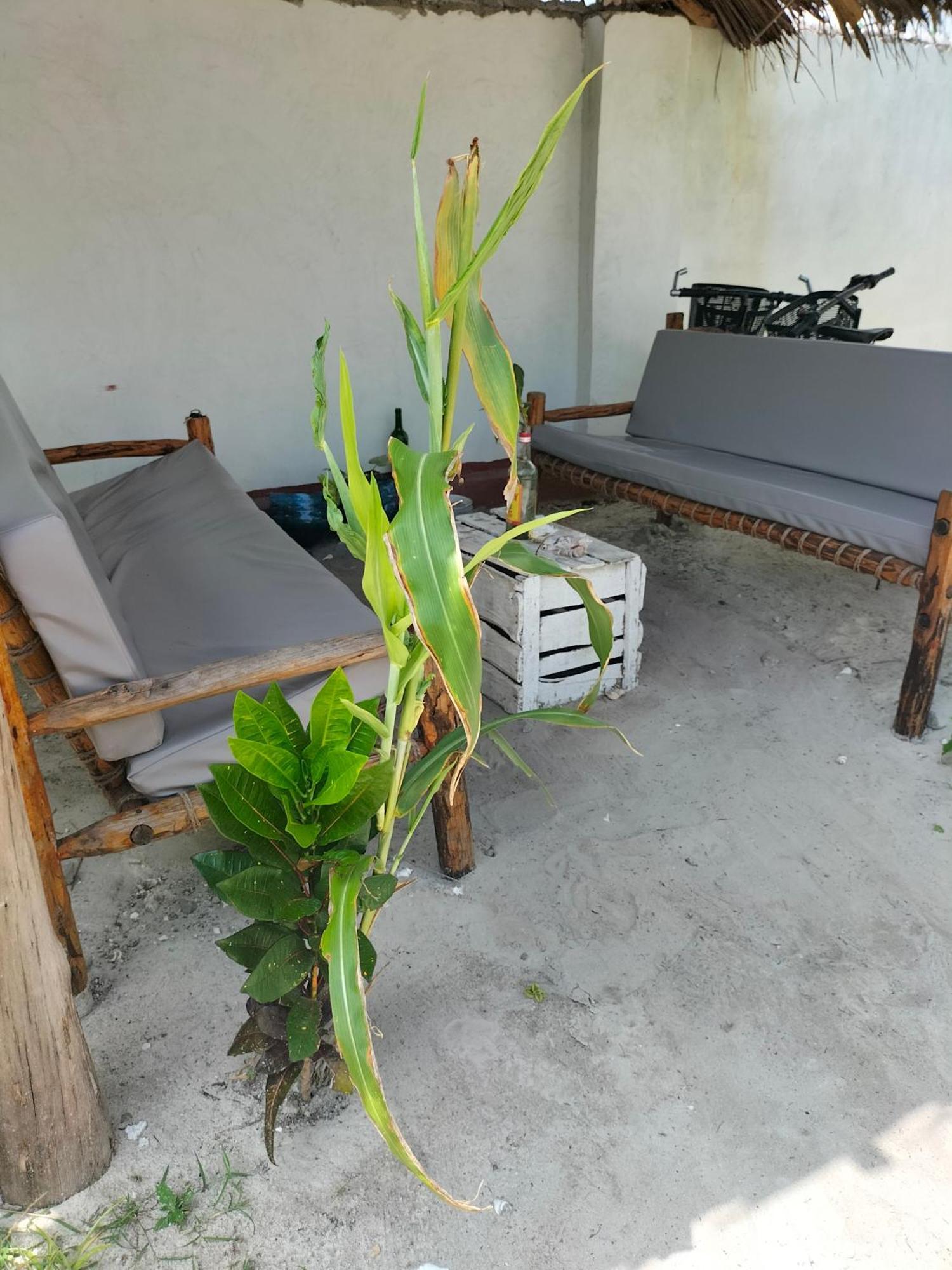 Mambo Leo Hostel パジェ エクステリア 写真